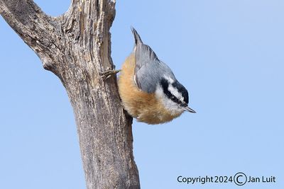 Red-breasted Nuthatch