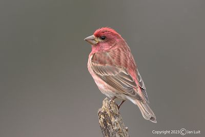 Purple Finch