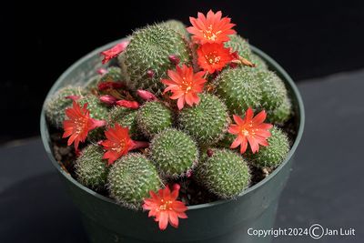 Rebutia