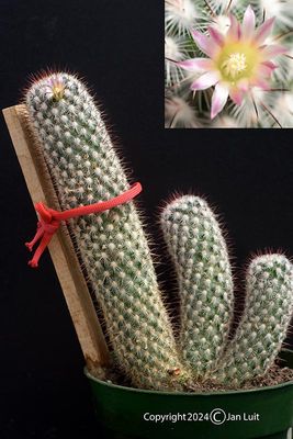 Mammillaria microhelia