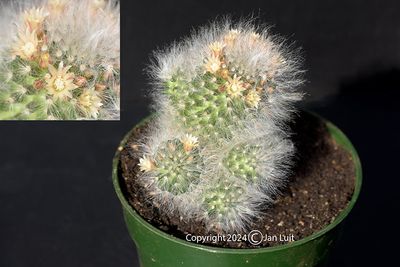 Mammillaria Albicoma