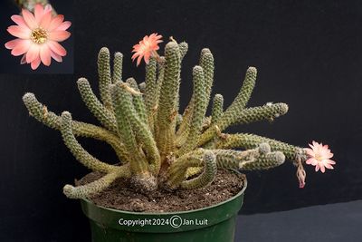 Lobivia haagei orurensis