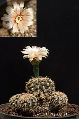 Gymnocalyciun calochlorum
