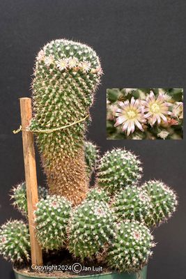 Mammillaria carnea