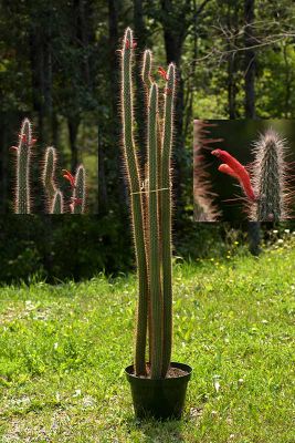 Cleistocactus Baumannii