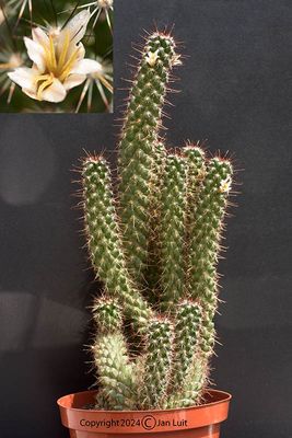 Mammillaria Capensis