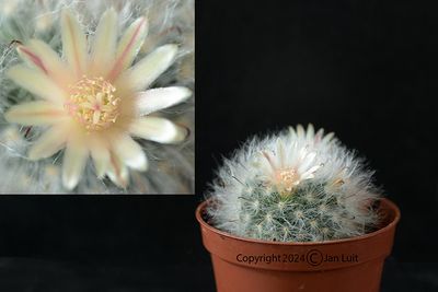 Mammillaria Bocasana var.splendis