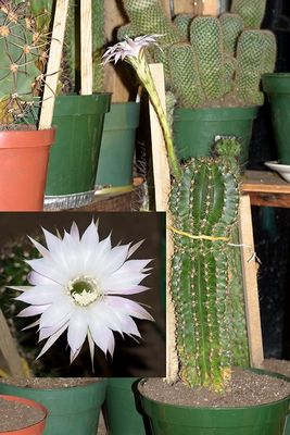 Echinopsis oxygona