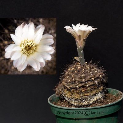 Gymnocalyciun taningaense