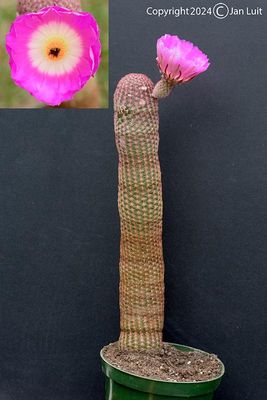 Echinocereus Rigidissimus