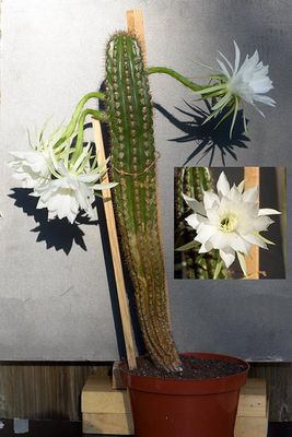 Echinopsis cochabambensis