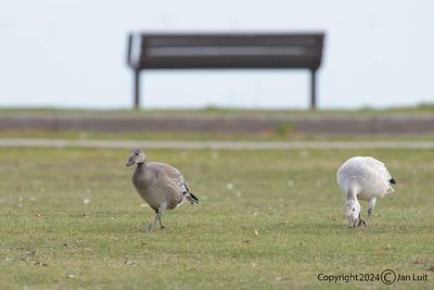 Snow Goose