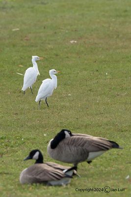 Cattle Egret