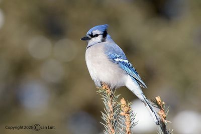 Blue Jay