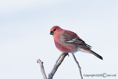 Pine Grosbeak