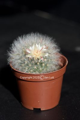 Mammillaria Bocasana var.splendis