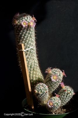 Mammillaria microhelia