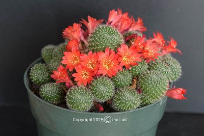 Rebutia sp.