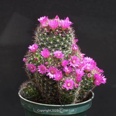 Mammillaria zeilmanniana