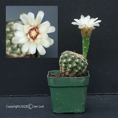 Gymnocalycium calochlorum