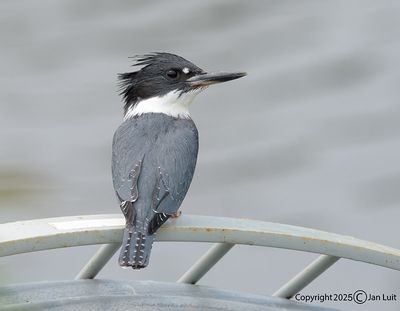 Belted Kingfisher