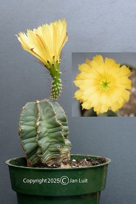 Echinocereus subinermis