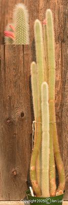 Cleistocactus Jujensis