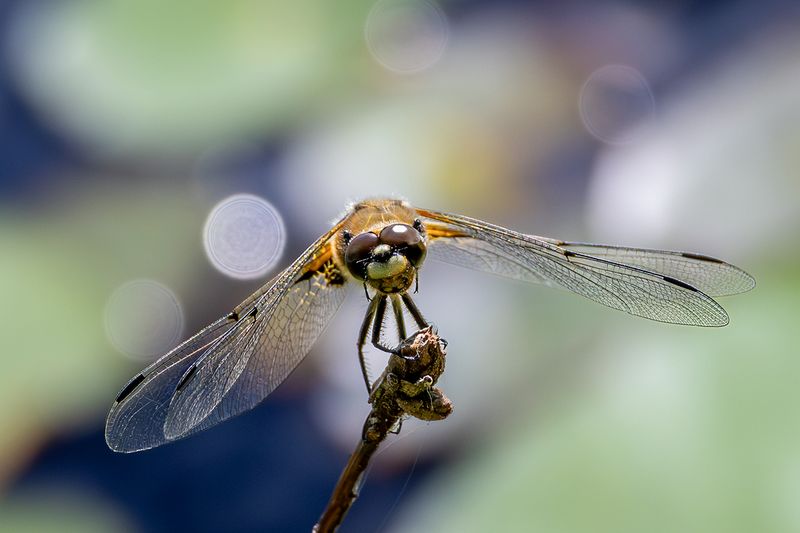 g13/75/1017775/2/174620094.c65a7dc6.JPEG