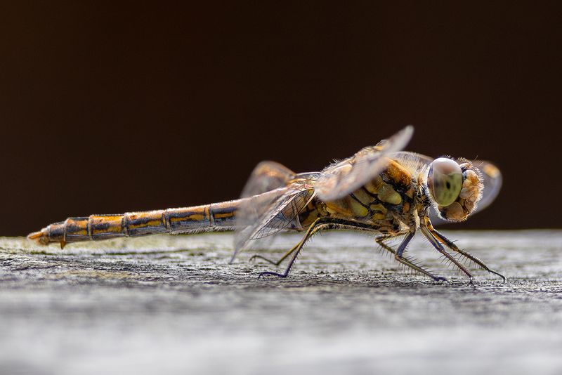 DRAGONFLIES IN FINLAND