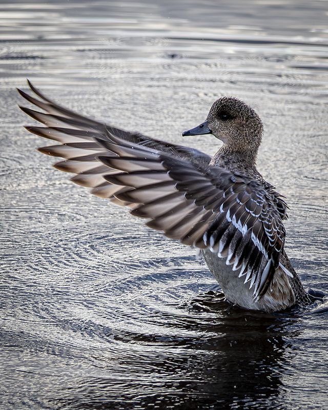 BIRDS IN FINLAND