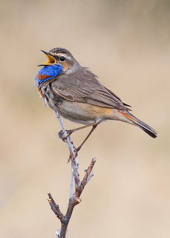 BIRDS IN FINLAND