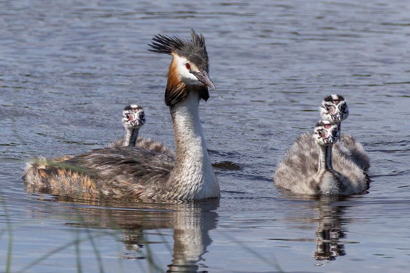 BIRDS IN FINLAND
