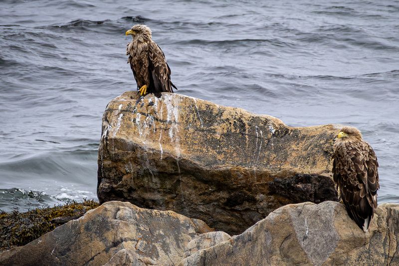 BIRDS IN FINLAND