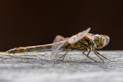DRAGONFLIES IN FINLAND
