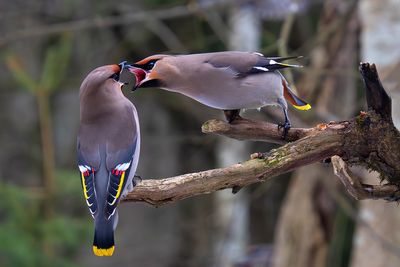 BIRDS IN FINLAND