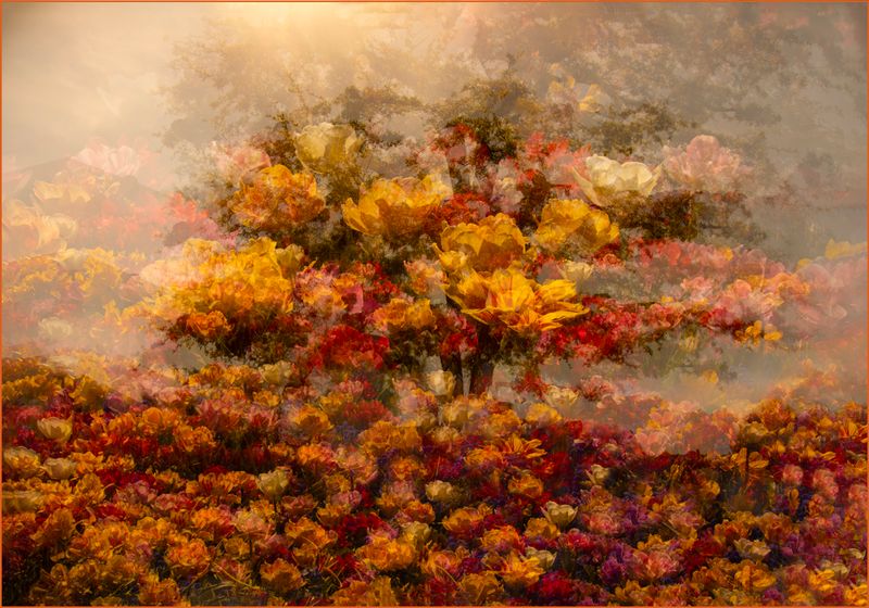 The Tulip Tree