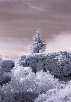 Beauty Tree