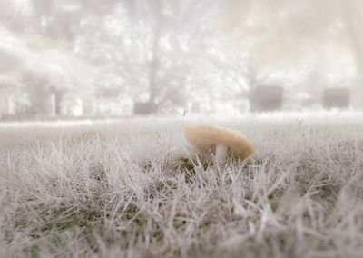 Pushing up mushrooms