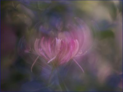 Sweet as Honeysuckle
