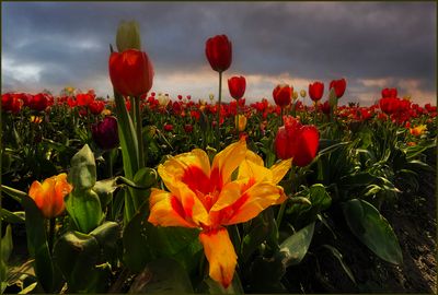 Queen of the Tulips