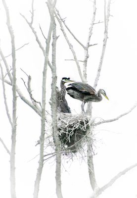 ...for the birds