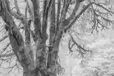 Infrared Photography