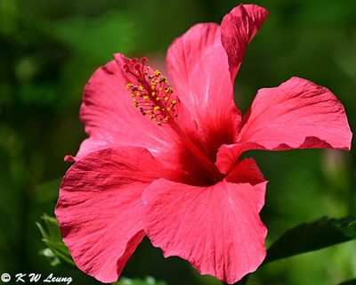 Hibiscus DSC_8424