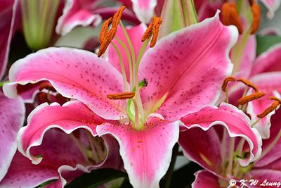 Lily DSC_8777