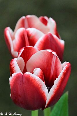 Tulip DSC_8807