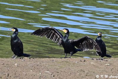 Cormorants DSC_8936