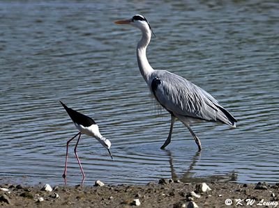 Grey Heron & Black-winged Stilt DSC_8916