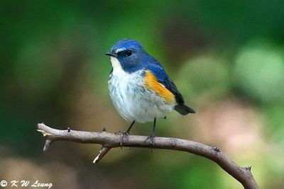 Red-flanked Bluetail (紅脇藍尾鴝)