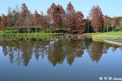 Wetland Park DSC_8950