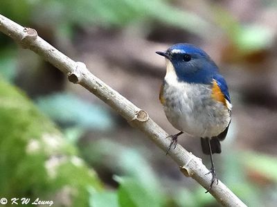 Red-flanked Bluetail DSC_2378